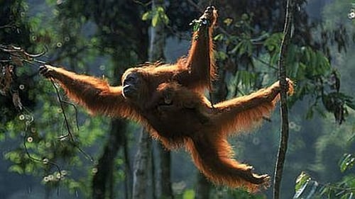 Orangutans: the High Society