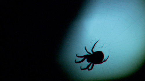 Background image for Texas Monster Web