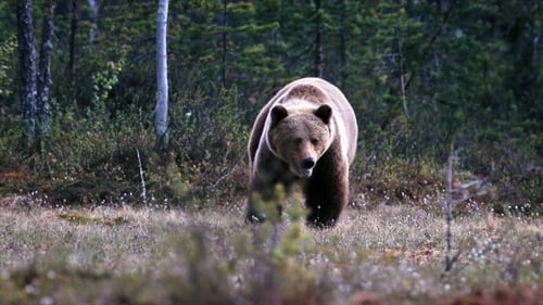 Superpowers of bears