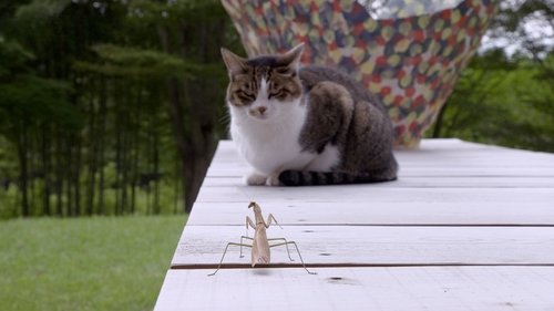 Background image for Miyagi: Guardian Kitties
