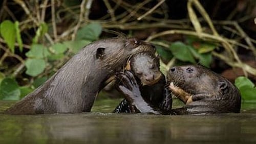 Giant Otters of the Amazon
