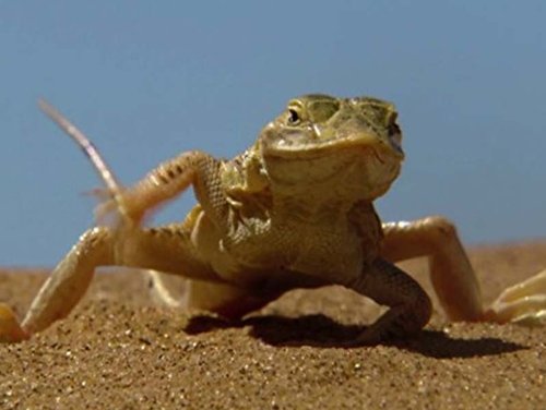 Background image for The Arid Namib