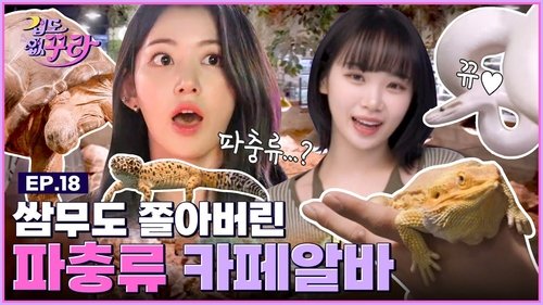 Background image for Sakura X Chaewon 🐢From tortoises to snakes🐍 Reptile cafe challenge