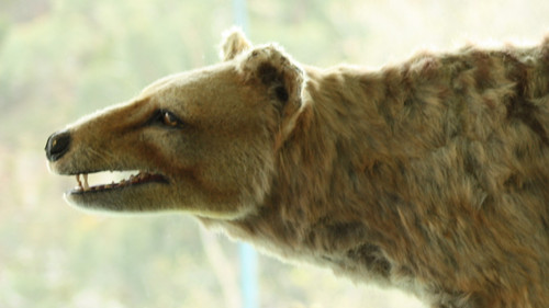 Background image for Tasmanian Tiger Terror