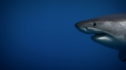 Background image for Secrets of the Killer Mega Shark