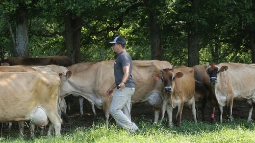 Udderly Challenging
