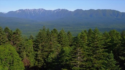 Background image for The Forest of Higashi-Taisetsu