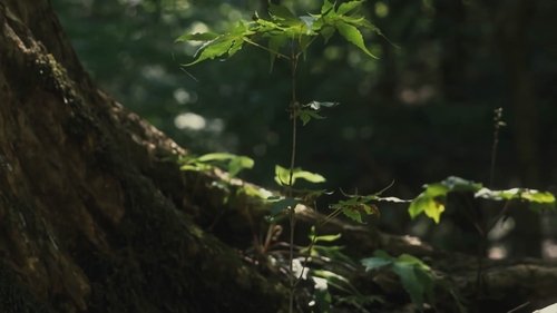 Background image for Episode 19