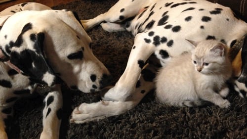 Cheetah Cub, Puppy Love