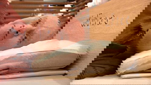 Background image for Sleep