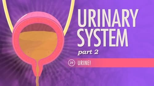 Urinary System, Part 2