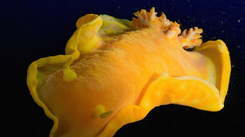 Background image for Indonesia: Life in the Muck