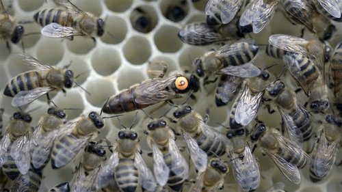 Background image for Insectageddon