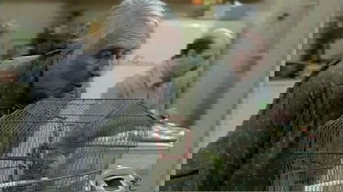 Background image for The Budgie
