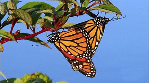 The Incredible Journey of the Butterflies