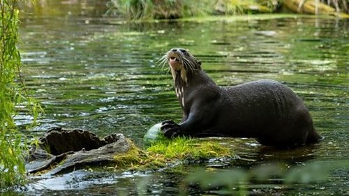 Background image for Baboon and Giant Otter