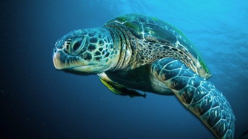 Background image for A Turtle's Journey