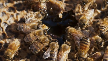 Background image for Lawyers, Guns and Honey