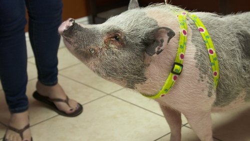 Background image for Pig Improvement