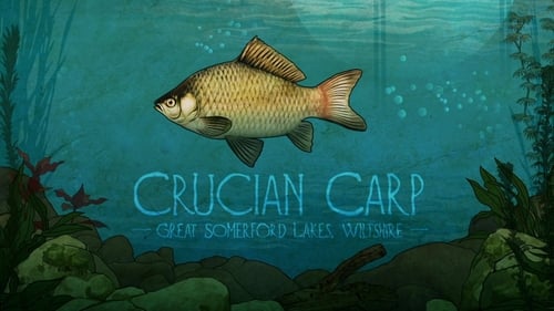 Crucian Carp: Great Somerford Lakes, Wiltshire