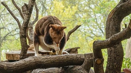 Background image for Tree Kangaroo and Seahorse