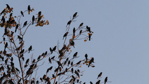 Background image for Bird Apocalypse