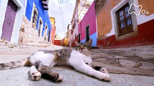 Light, Color and Nyan ~Latin America~