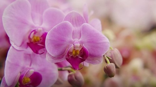 Background image for Episode 25 Winter: Native Garden Design & Orchid Show