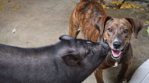 A Pig and his Pooch