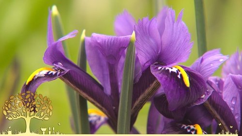 Background image for Gardeners’ World 2022 episode 1