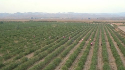 Background image for Counting on Red Fruit: China's One Belt One Road Initiative