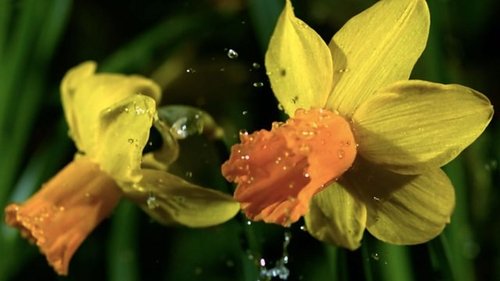 Background image for First Signs of Spring
