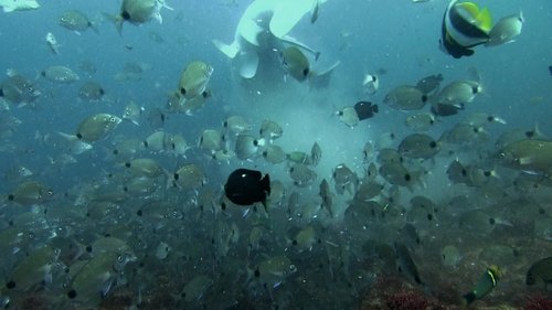 Background image for Killers of the Deep