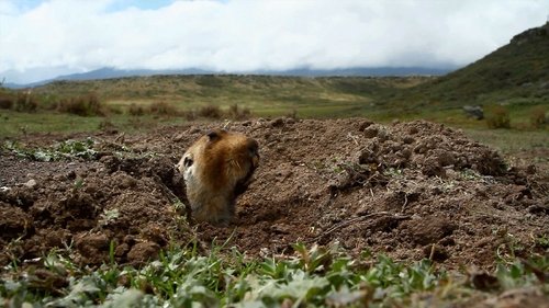 Background image for Watch Out, Mole Rat!