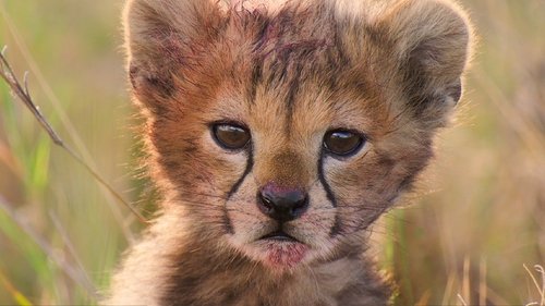 Background image for The Circle of Life