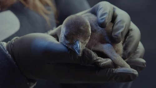 Background image for Four Chicks and Counting