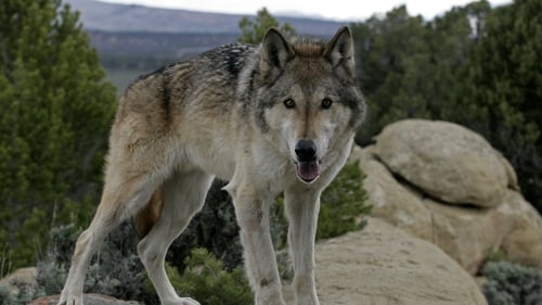 The Wolf That Changed America