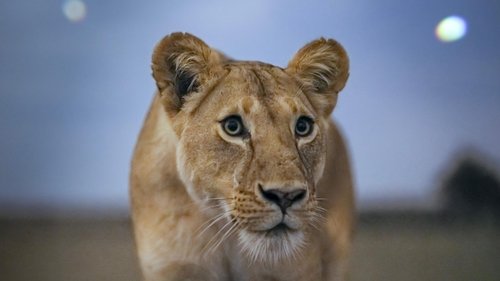 Background image for Lion Grasslands