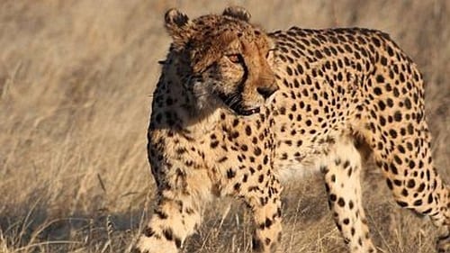 Cheetahs in a Hot Spot