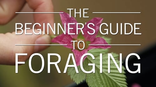 The Beginner's Guide to Foraging