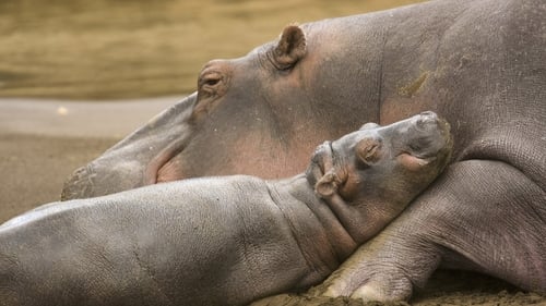 Born Wild: The First Days of Life