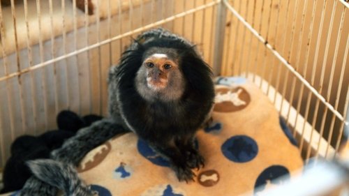 Background image for Serious Monkey Business