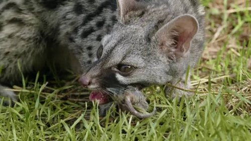 Background image for Forests on the Peaks: Atlas and Andalusian Cedars