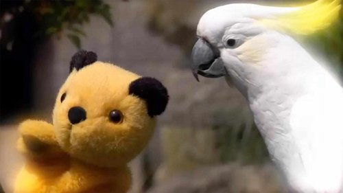 Background image for Who's a Clever Bird?
