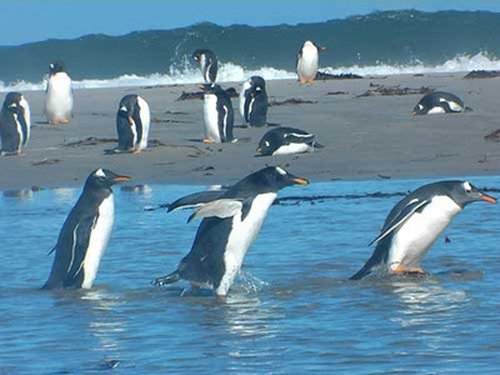Background image for Falkland Islands: Penguin Paradise