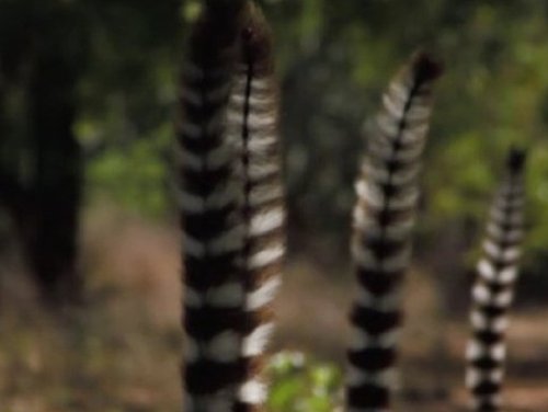 Background image for Madagascar