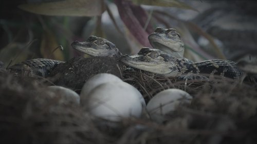 Background image for Gator Gauntlet