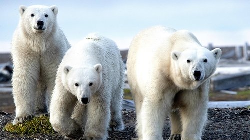 Background image for At the Edge of the Earth - Alaska