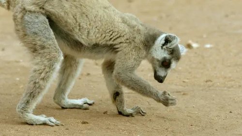 Background image for The Kingdom of the Sun: Madagascan Deciduous Forest