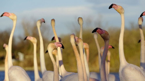Can We Stop Mass Extinction?